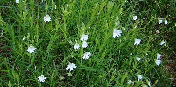 アワユキハコベ Stellaria holostea