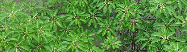 Ă̐VtWJ@ARE@Ficus superba var. japonica