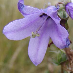 Campanula glomerata