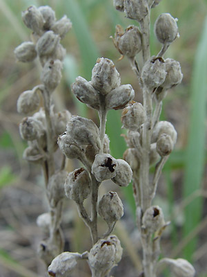 VM : Artemisia stelleriana