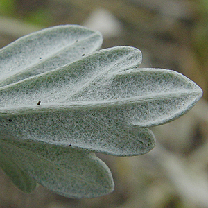 VM : Artemisia stelleriana