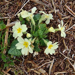 プリムローズ Primula vulgaris