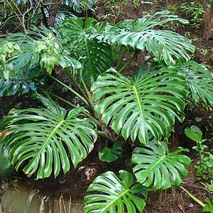 モンステラ・デリシオーサ Monstera deliciosa