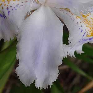 シャガ Iris japonica