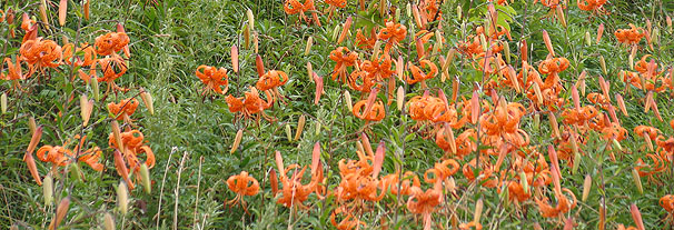 オニユリ Lilium lancifolium