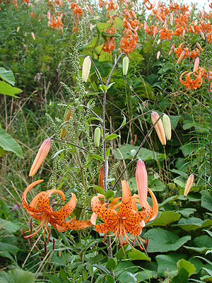 オニユリ Lilium lancifolium