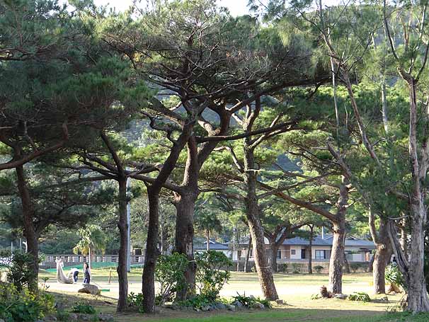 リュウキュウマツ Pinus luchuensis