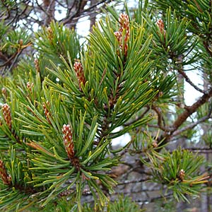 スコッチ・パイン Pinus sylvestris