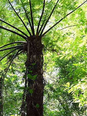 wS@Cyathea spinulosa