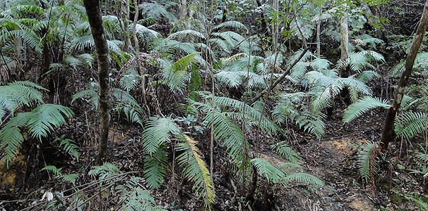 クロヘゴ Cyathea podophylla