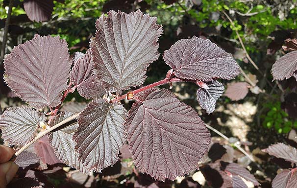 TLZCEnVo~@Corylus maxima 'Purpurea' 
