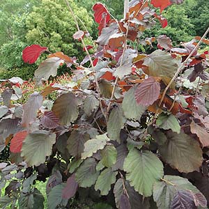 TLZCEnVo~@Corylus maxima 'Purpurea' 