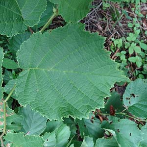 nVo~@Corylus heterophylla