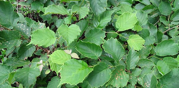 nVo~@Corylus heterophylla