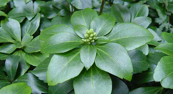 tbL\E@Pachysandra terminalis