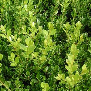 ZCEcQ@Buxus sempervirens