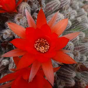 rN_@Echinopsis chamaecereus̉