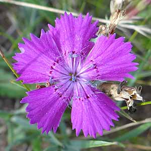 Dianthus versicolor