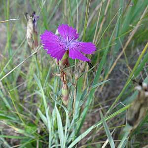 Dianthus versicolor