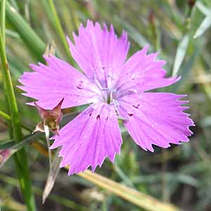 Dianthus versicolor