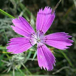 Dianthus versicolor