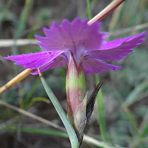 Dianthus versicolor