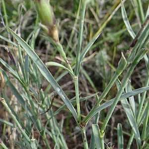 Dianthus versicolor