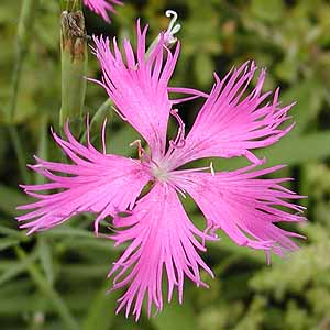 JifVR@Dianthus superbus var. longicalycinus