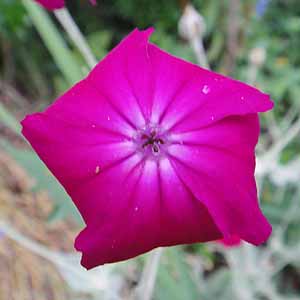 XCZmE@Lychnis coronaria hAgTOClAh