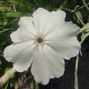 XCZmE@Lychnis coronaria hAoh