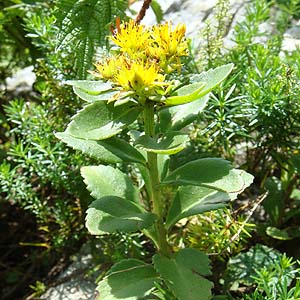 L\E Sedum aizoon var. floribundum 