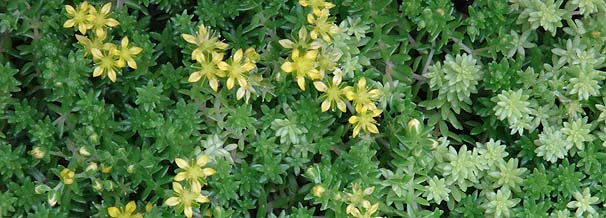 IJ^CgS@Sedum japonicum subsp. oryzifolia var. pumilum