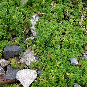 IJ^CgS@Sedum japonicum subsp. oryzifolia var. pumilum