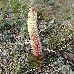 AImCQ@Orostachys malacophylla