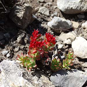 Ԃʎ@Rhodiola intergrifolia