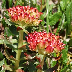 Rhodiola intergrifolia