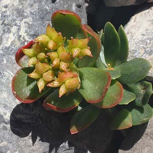 Rhodiola intergrifolia