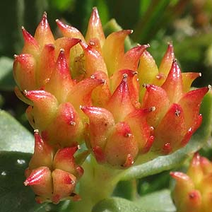 Rhodiola intergrifolia