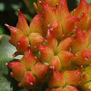 Rhodiola intergrifolia