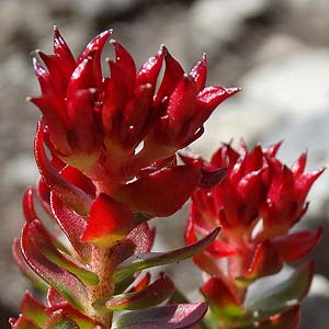 Rhodiola intergrifolia