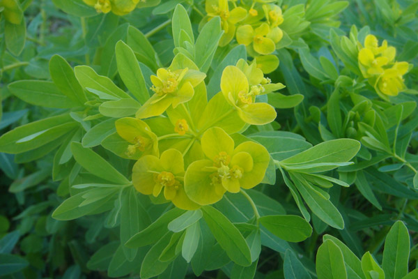 mEV Euphorbia adenochlora ̉ԏ