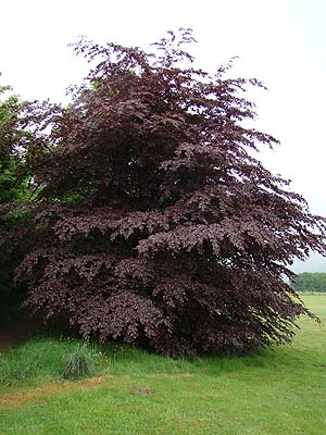 Fagus sylvatica Purpurea