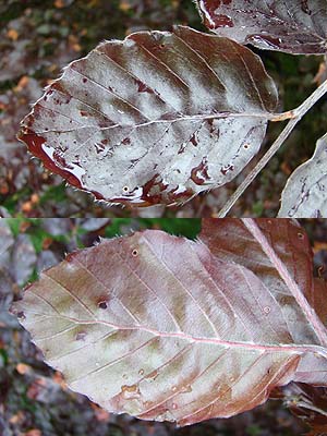 Fagus sylvatica Purpurea