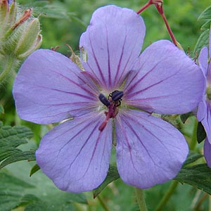 `V}tE@Geranium erianthum 