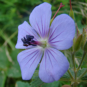 `V}tE@Geranium erianthum 