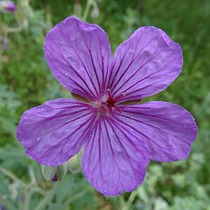  Geranium viscostissimum ̉