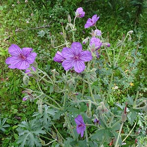  Geranium viscostissimum ̉ԏ