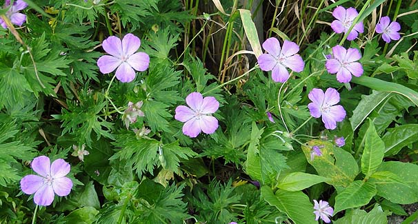 nNTtE@Geranium yesoense var. nipponicum@iRj