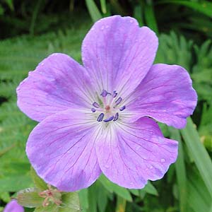 nNTtE@Geranium yesoense var. nipponicum