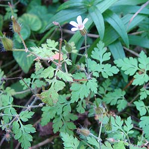 qtE@Geranium roberitianum